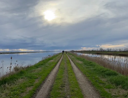 Valli di Comacchio a Comacchio FE